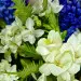 Букет цветов из синего ириса, белой фрезии, амбреллы салала и синиего гиацинта №10 с доставкой.