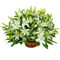 Букет-корзина из белой лилии (25 шт.) №75