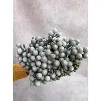 Сильвер Бруния (серая Бруния) с доставкой по Киеву. 