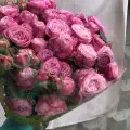 Кустовые розы "Леди Бомбастик" с доставкой по Киеву. 
