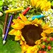Букет цветов из темно-желтого подсолнуха, белого орнитогалума, ромашек и красного гиперикума №5 с доставкой.