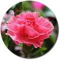 Поштучно розовая гвоздика с доставкой №42