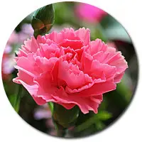 Поштучно розовая гвоздика с доставкой №42