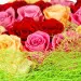 Поштучно розовая, красная и кремовая роза (экстра класс, 70 сантиметров) с доставкой №9