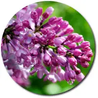 Поштучно ветка фиолетовой сирени с доставкой №39