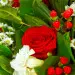 Букет цветов из красных роз, белой хризантемы, красного гиперикума, аспидистр, салала и белой фрезии №29 с доставкой.