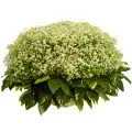Букет-корзина из ромашек (101 шт.) и пестрой аралии №82