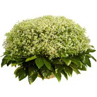 Букет-корзина из ромашек (101 шт.) и пестрой аралии №82