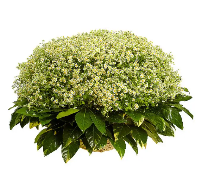 Букет-корзина из ромашек (101 шт.) и пестрой аралии №82