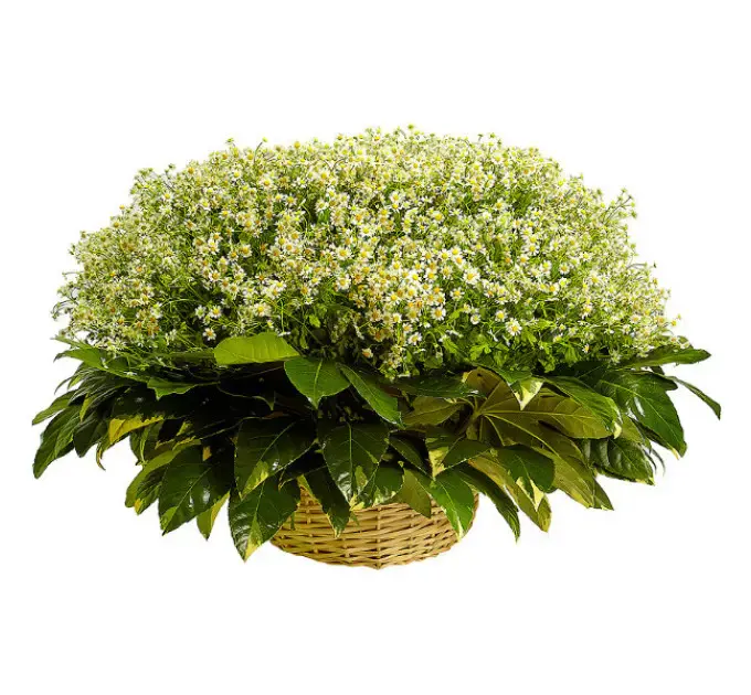Букет-корзина из ромашек (101 шт.) и пестрой аралии №82