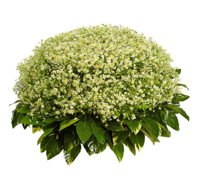 Букет-корзина из ромашек (101 шт.) и пестрой аралии №82