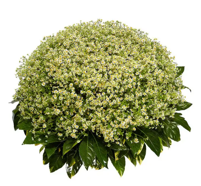 Букет-корзина из ромашек (101 шт.) и пестрой аралии №82
