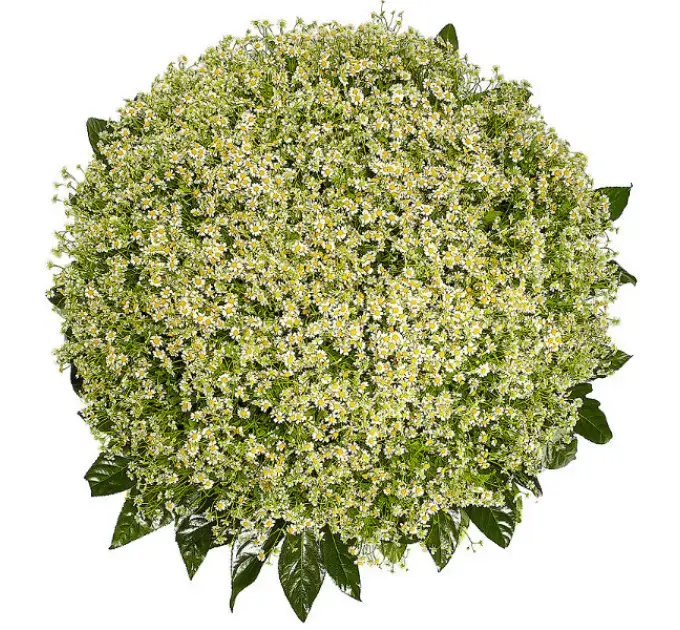 Букет-корзина из ромашек (101 шт.) и пестрой аралии №82