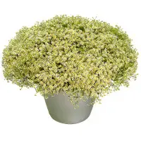 Букет-композиция из ромашек (501 шт.) №83