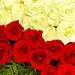 Букет-сердце из белых и красных роз (501 шт.), а также папоротника №88