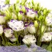 Купить букет из 51 бело-синей эустомы (лизиантуса) №9 с доставкой по Киеву — утончённый подарок, который говорит за тебя
