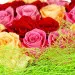 Букет цветов из розовых, кремовых и красных роз №5 (21 шт.) с доставкой.